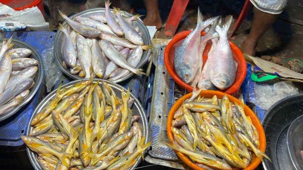 পিরোজপুরে ভরা মৌসুমেও নাগালের বাইরে ইলিশ